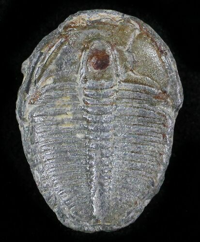 Elrathia Trilobite - Wheeler Shale, Utah #24861